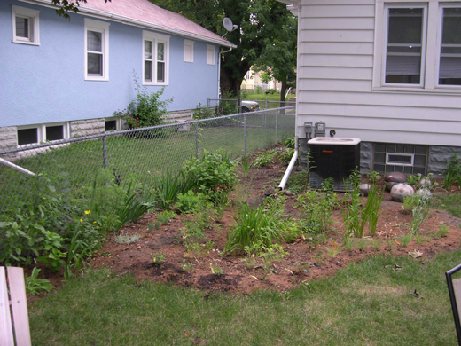 A backyard rain garden planted in 2006 to catch water from a downspout which you can see lines up with the outskirts of the plant bed.