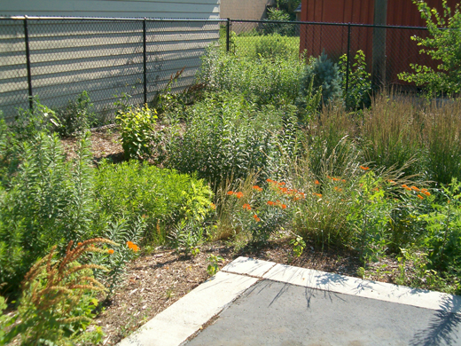 A mix of vegetation planted in the corner of a parking lot. The plants still need to fill in but, once they do, the soil surface will dry faster between storms.