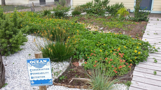 The garden pictured was created using rainwater as the primary irrigation resource. All of the downspouts from the front half of the residence were directed into the yard, which was excavated to install permeable pathways and a dry creek bed. Plants used: Achillea millifolium, Baccharis salicifolia, Carex praegracilis, Encelia californica, Epilobium californica.