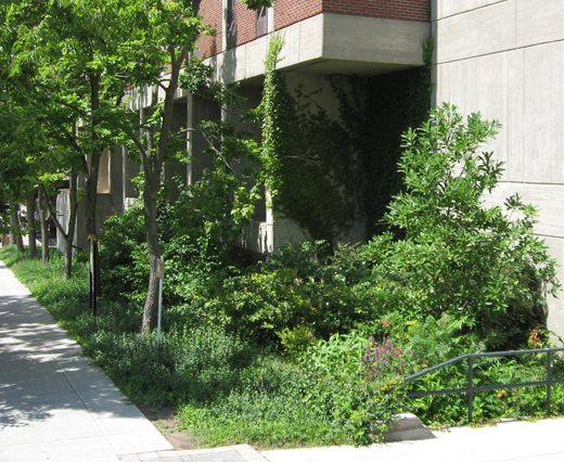 An abundantly vegetated rain garden against the side of an educational buidling.