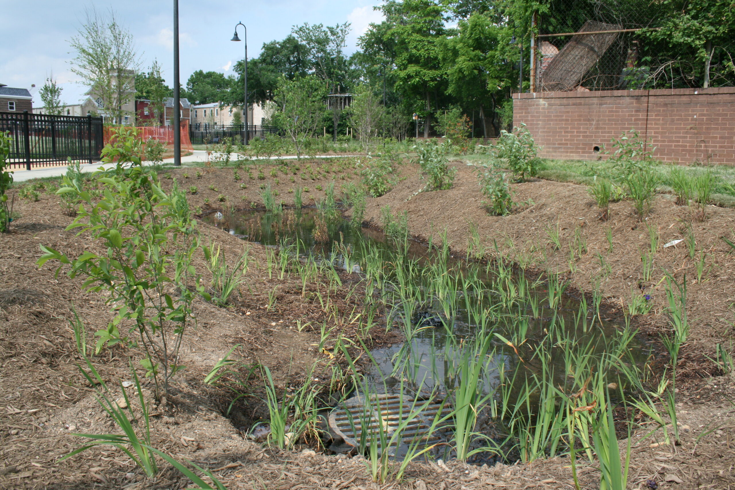 A bioswale with visible water in the center with dry soil and native vegetation in the middle of a park next to a walking path