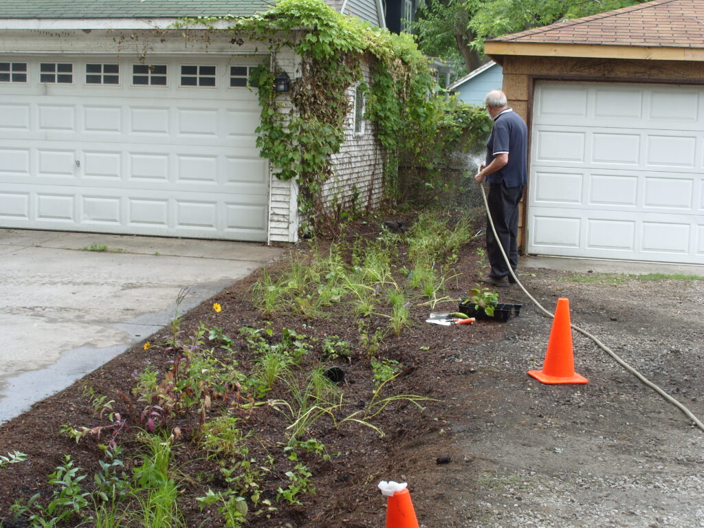 A man using a hose to water plants beginning to grow in a bioswale between two garages/driveways