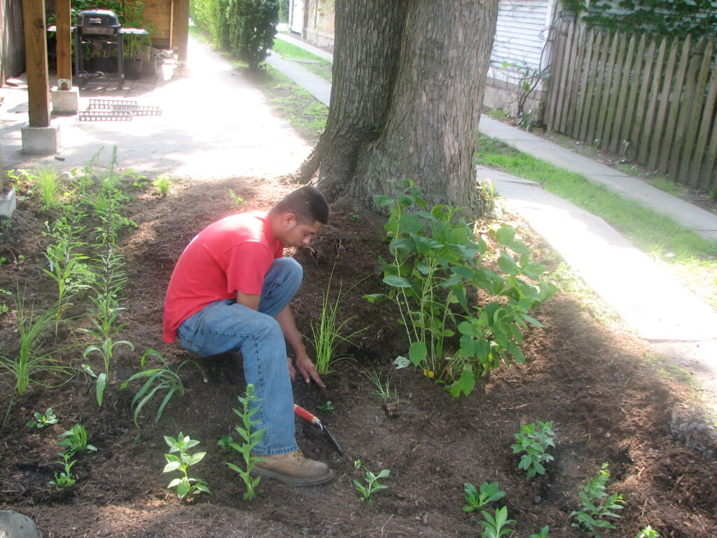 A man finishing the planting for a bioswale