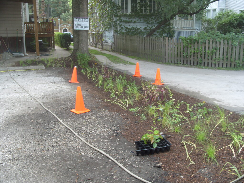 A finished bioswale, newly panted, at the edge of a parking lot with orange traffing cones surrounding to warn people not to disturb the area