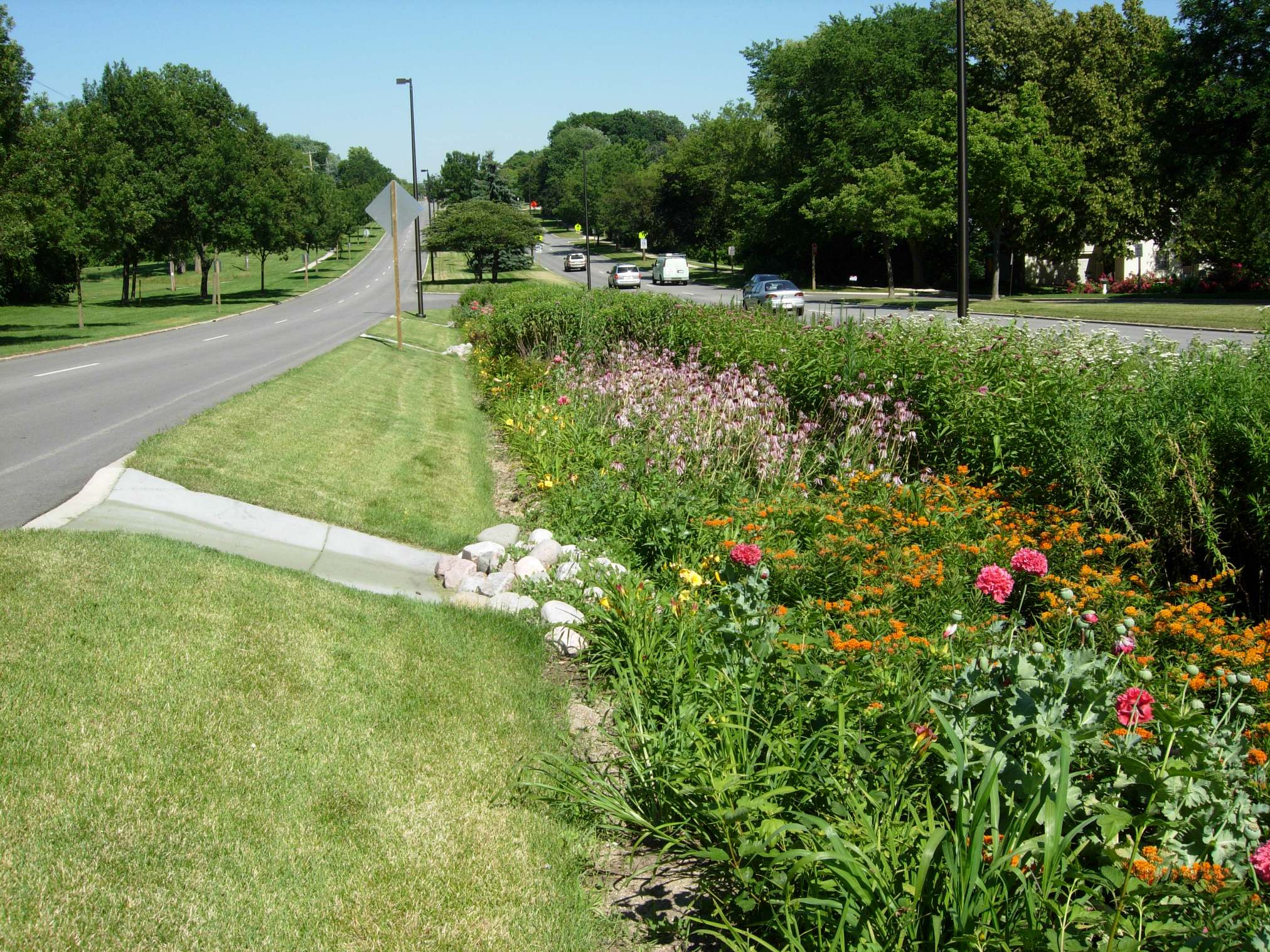A flowery bioswale in a median bisecting a busy four lane street lined with lamp posts and trees.