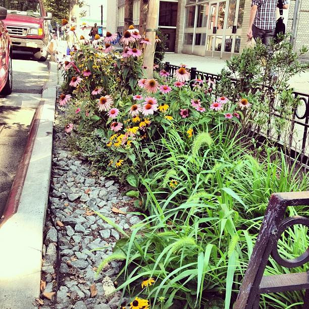 A flowery bioswale at the edge of a sidewalk surrounded by an iron barrier.