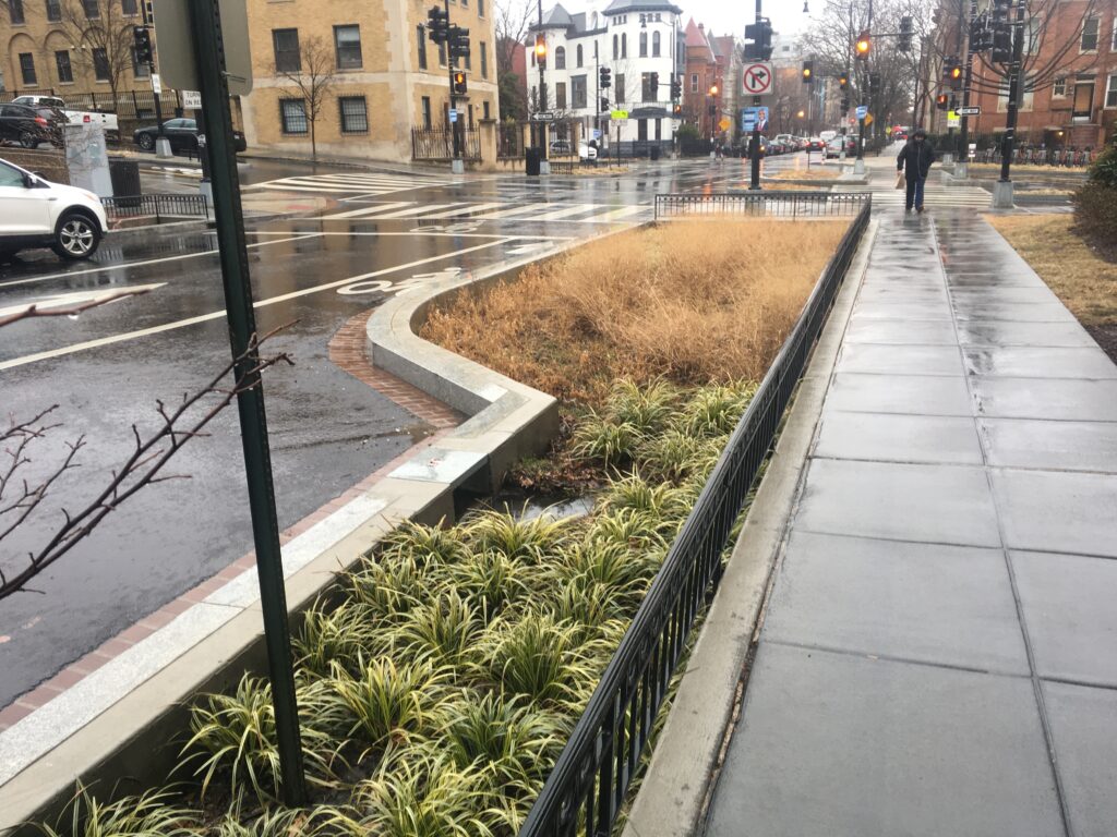 A grassy bioswale along a wet sidewalk on a gray day