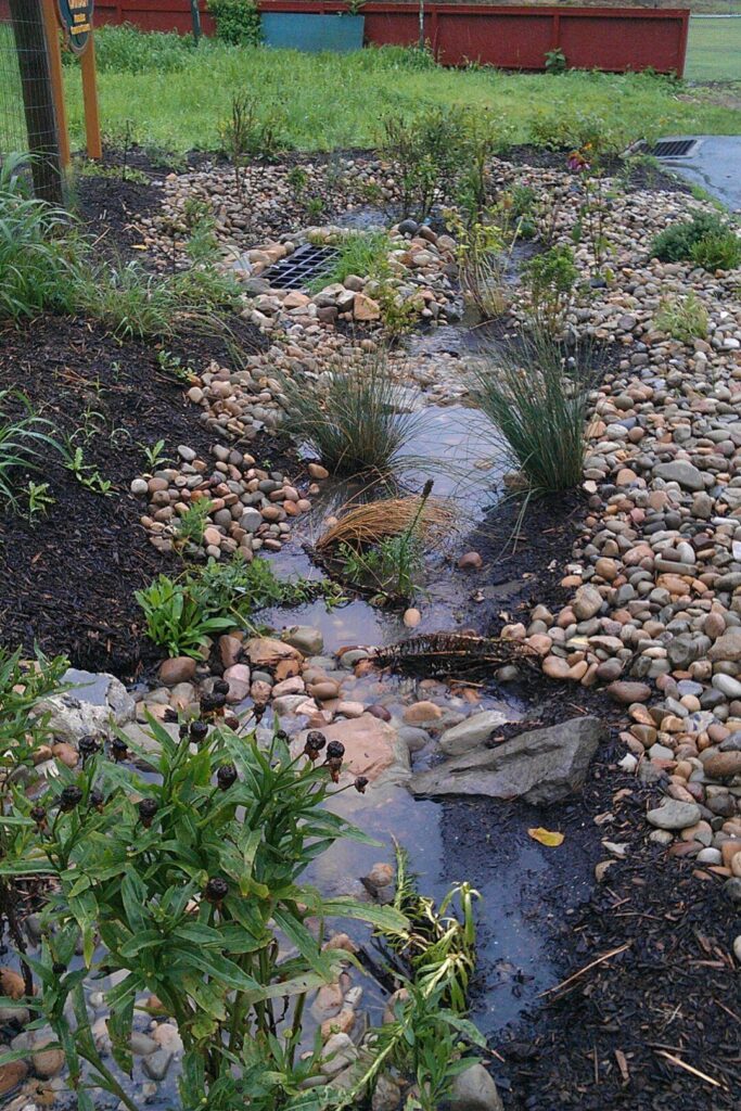 A bioswale of native vegetation and rocks in a garden with visible water it has successfully collected