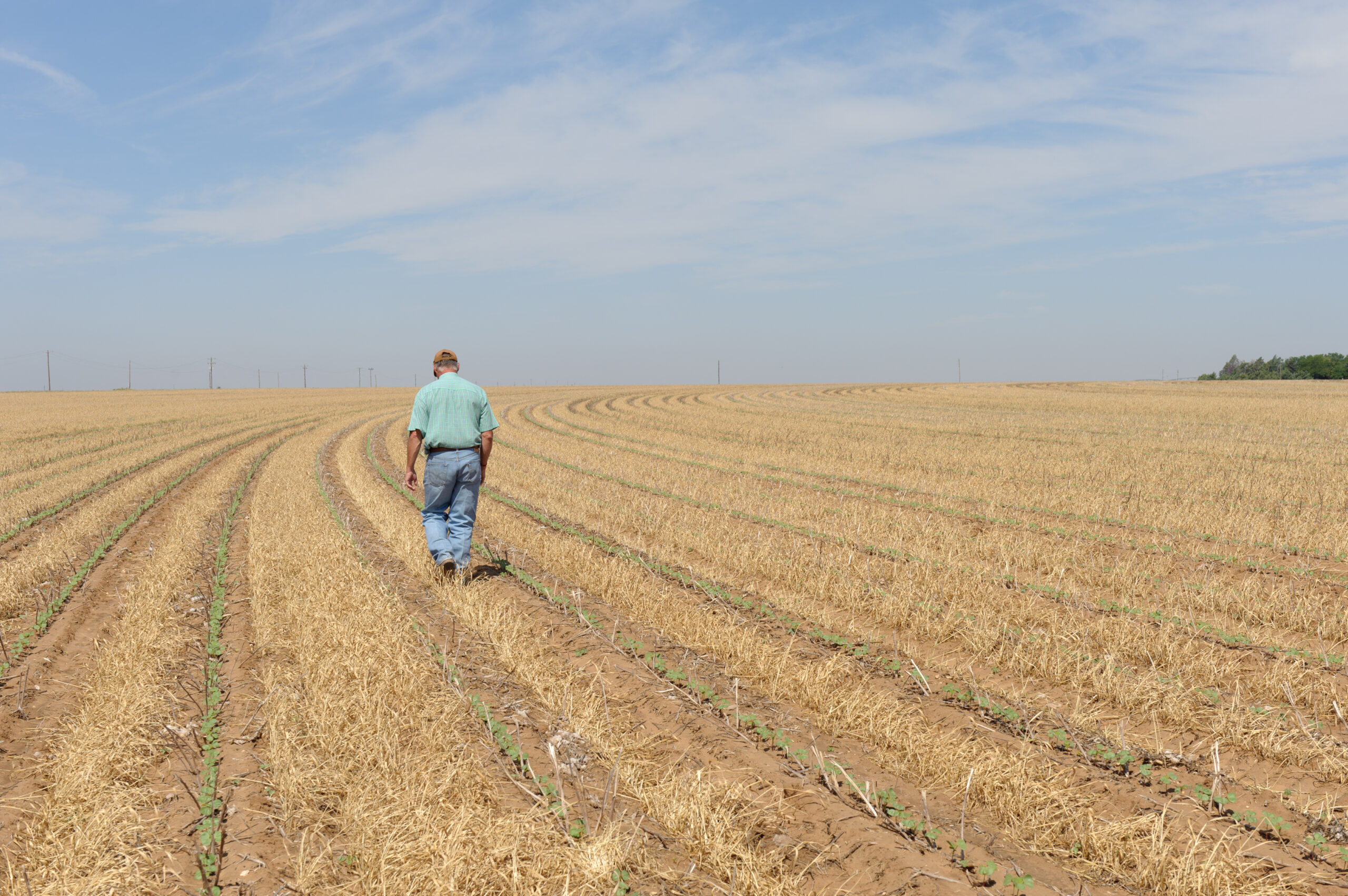 A farmer walking the rows of his just sprouting cotton field.