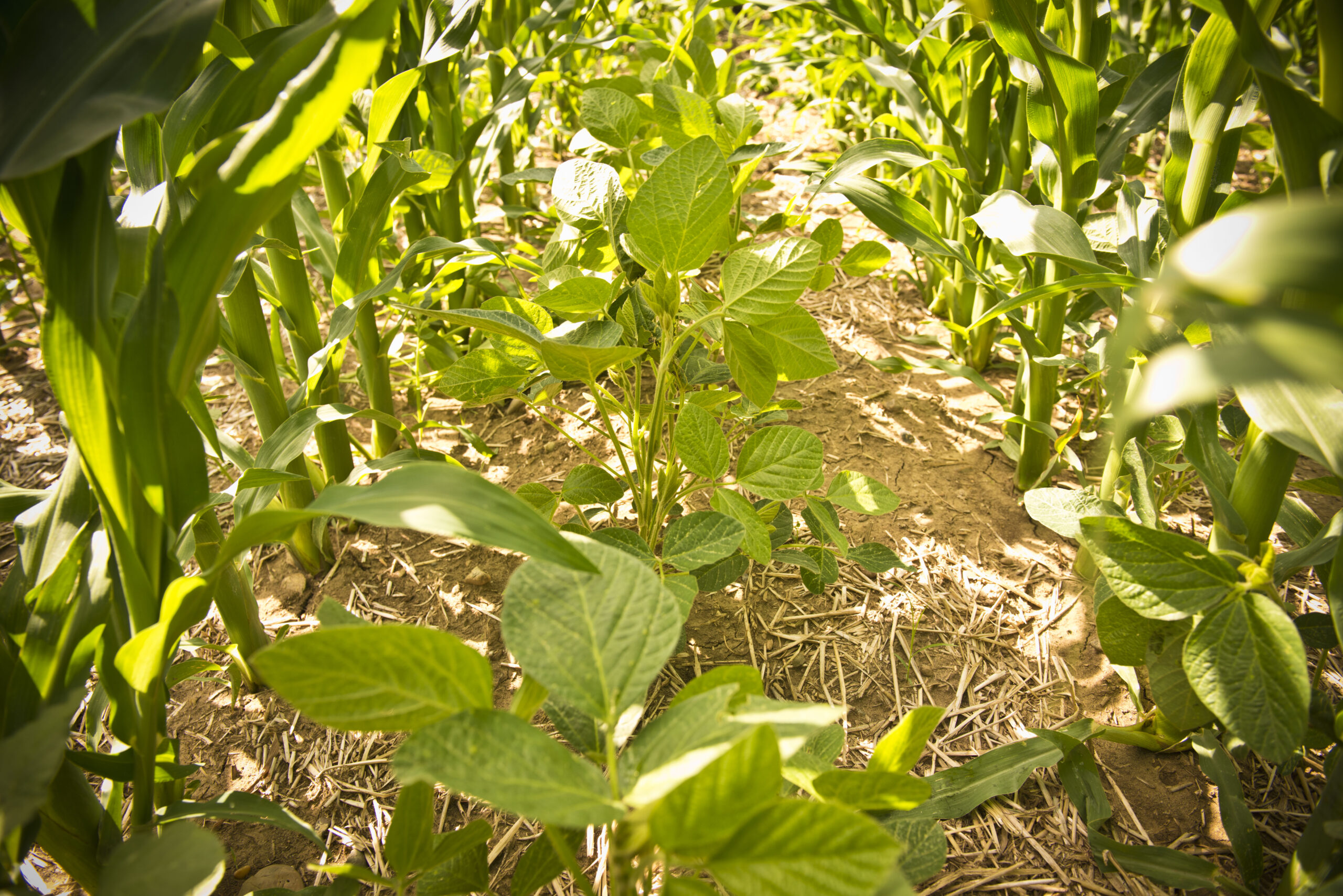 A close up of a row of green soybean plants surrounded by two rows of corn, the image only shows the base of the stalks of corn.