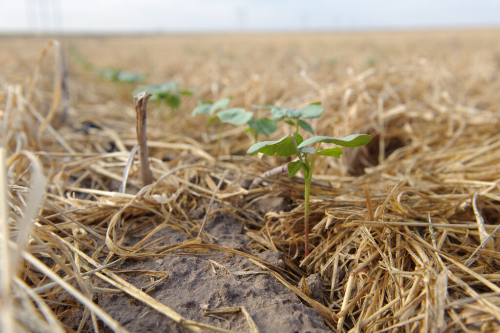 A close up of a cotton plant sprouting in a field of dead wheat residue.