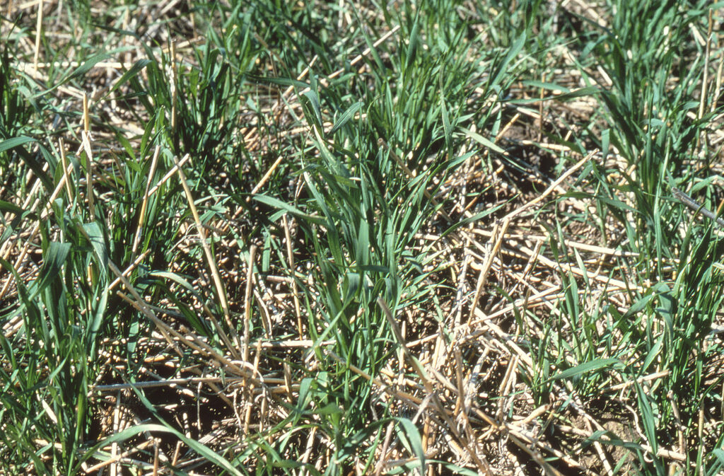 A close-up of plants sprouting