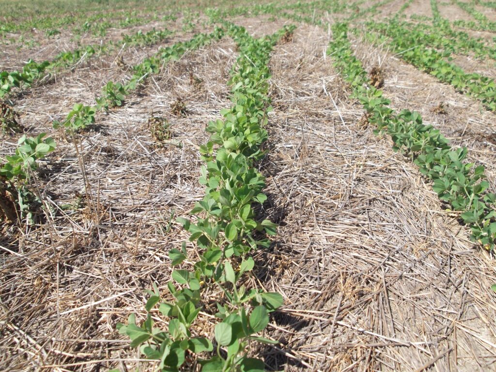 Rows of young, green soybean plants growing out of residue of a former wheat field.