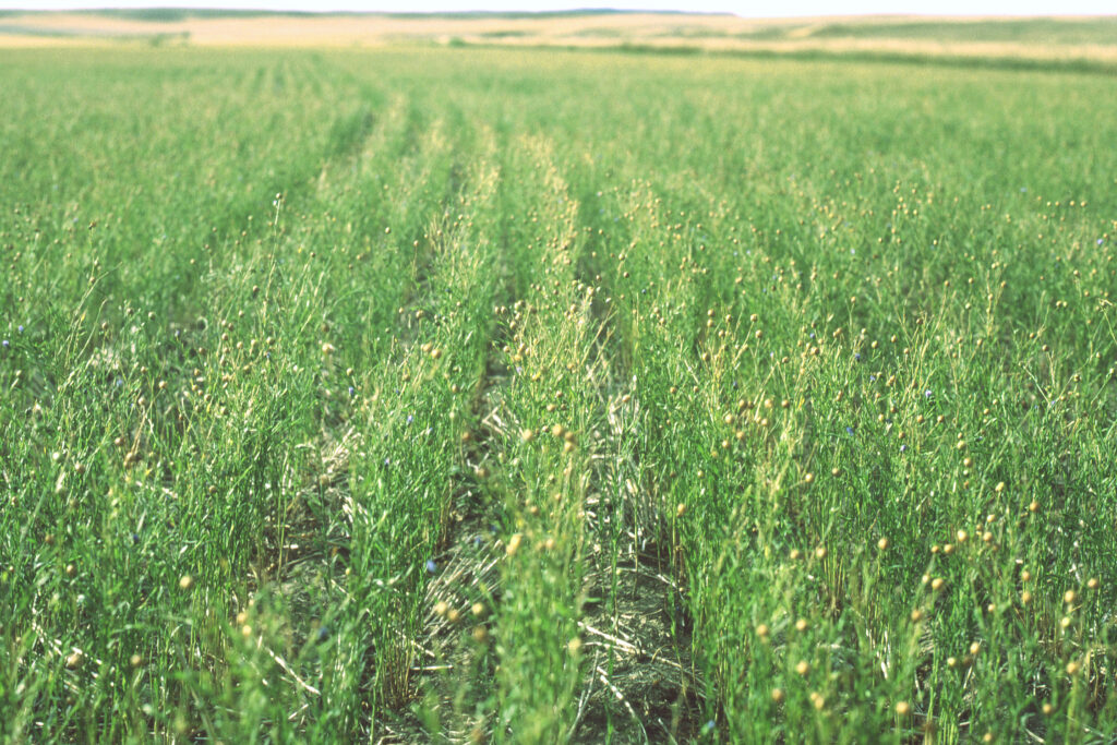 Rows of a field of green flax plants