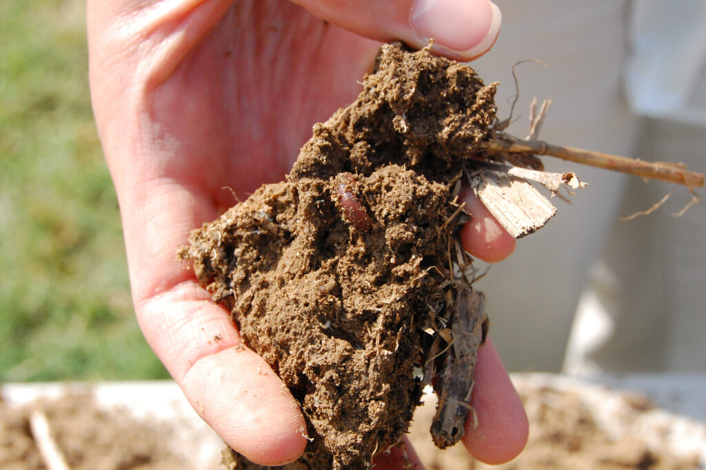 A closeup of a hand holding a soil sample