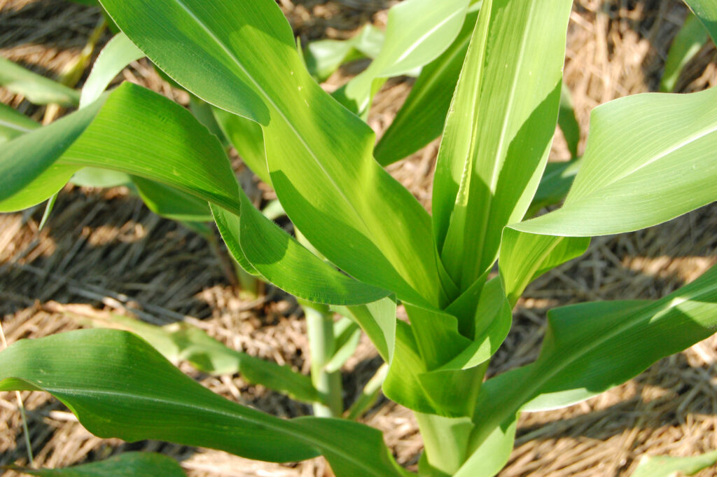 A close up of a young corn plant with huge green leaves